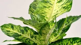 Closeup photo of large leaf Dieffenbachia dumb cane plant.