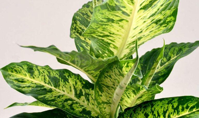 Closeup photo of large leaf Dieffenbachia dumb cane plant.