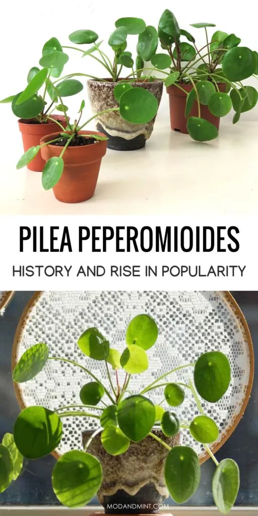 Photo of group of Pilea peperomiodes plants in different pots. Another photo of a Pilea on a sunny windowsill. Text on image: Pilea peperomioides history and rise in popularity. modandmint.com.