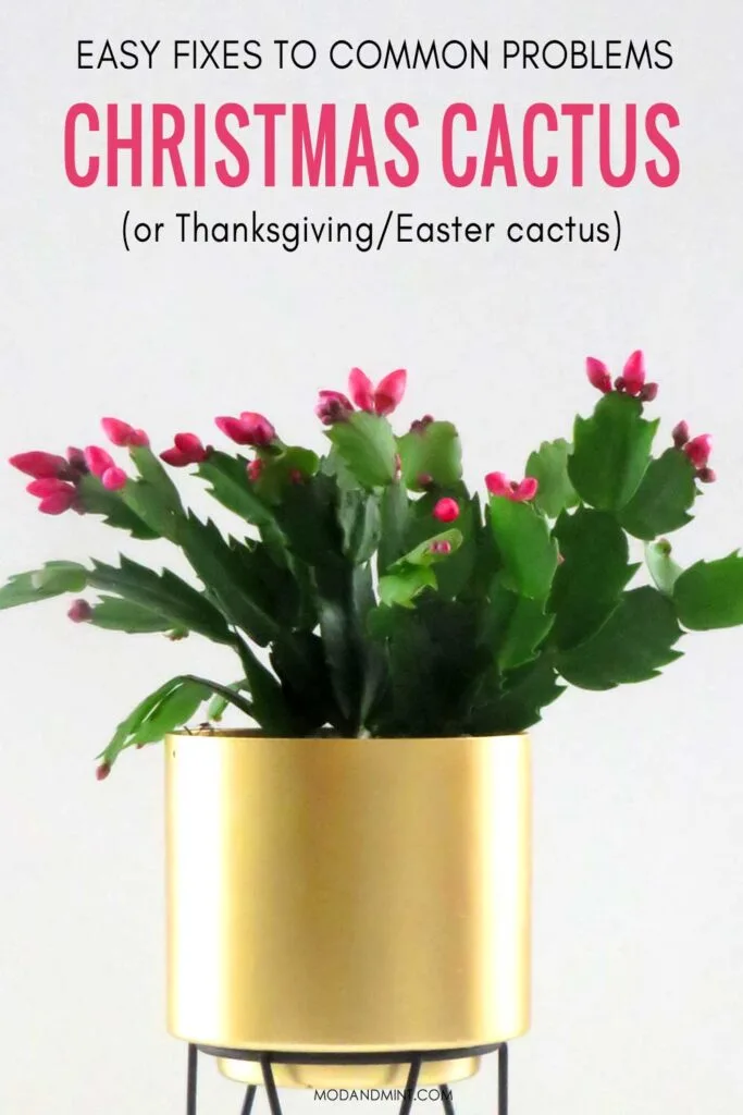 Thanksgiving cactus with deep pink flower buds in gold planter pot. Text on image: Easy fixes to common problems, Christmas cactus (or Thanksgiving/Easter cactus). modandmint.com.