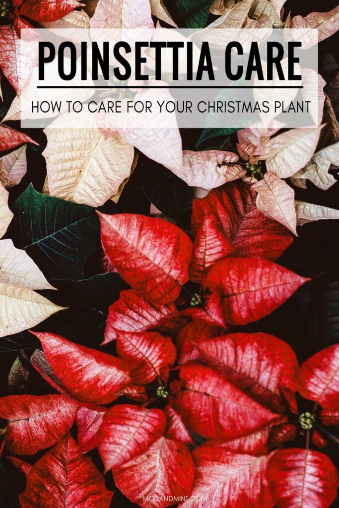 Closeup photo of group of red and pink poinsettia plants. Text on image: Poinsettia care. How to care for your Christmas plant. modandmint.com.
