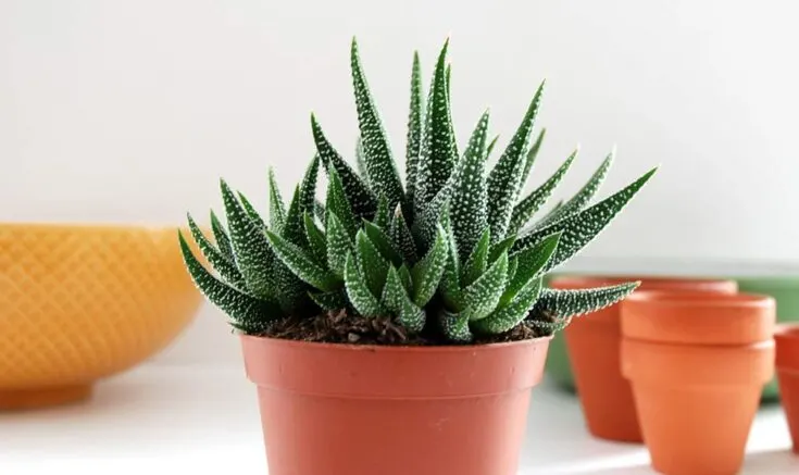 Photo of Haworthia succulent plant.