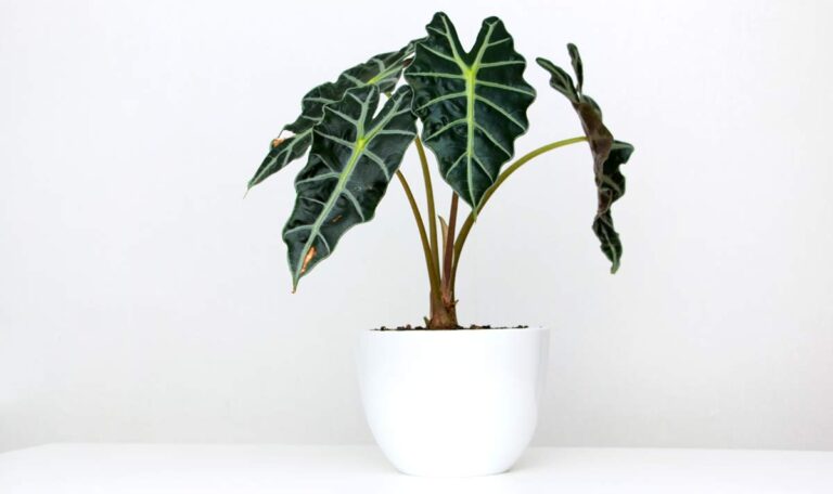 Alocasia Polly with large dark green leaves in white pot on white background.