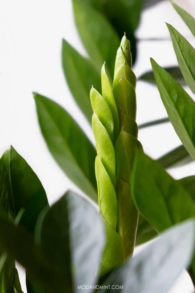 Close up photo of new leaves unfurling on a ZZ plant.
