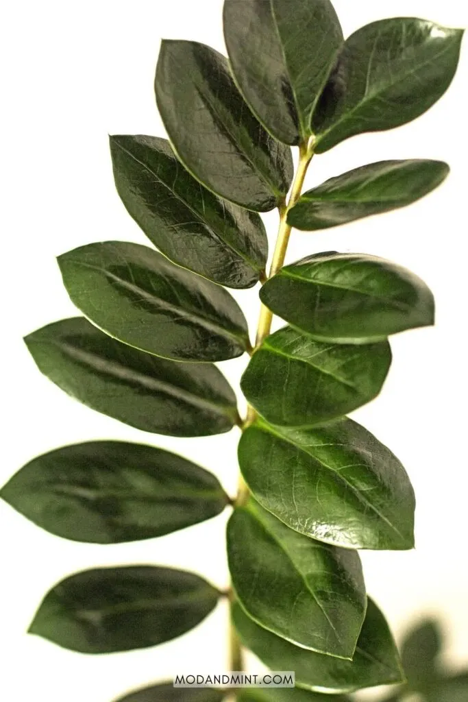 ZZ plant Zamioculcas zamiifolia leaves close up on stem.