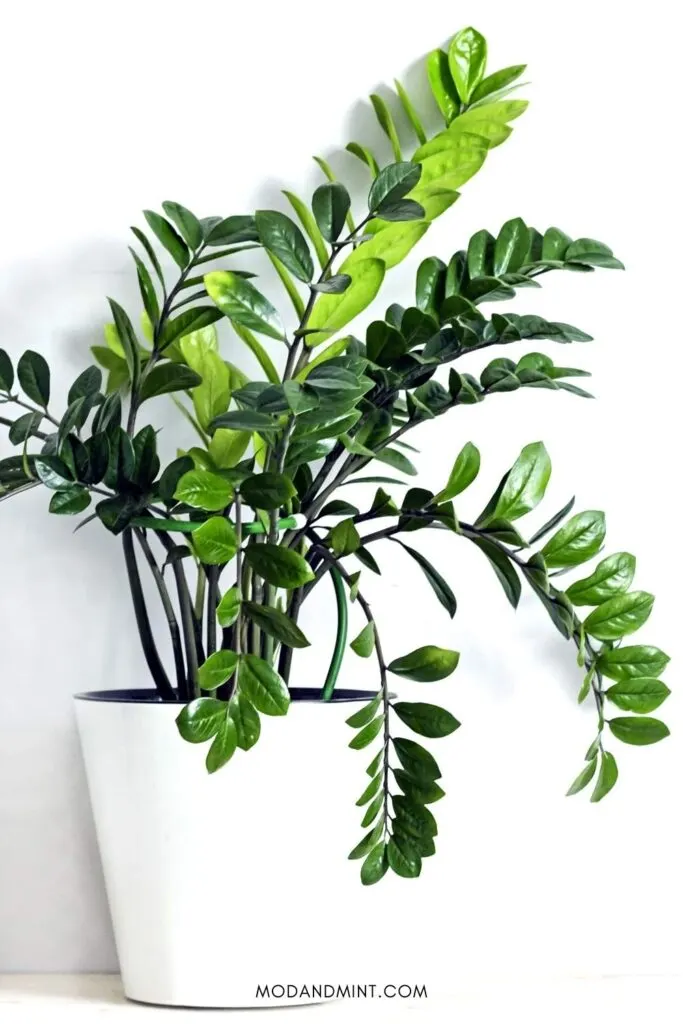 Large Zamioculcas zamiifolia ZZ plant in white planter pot.