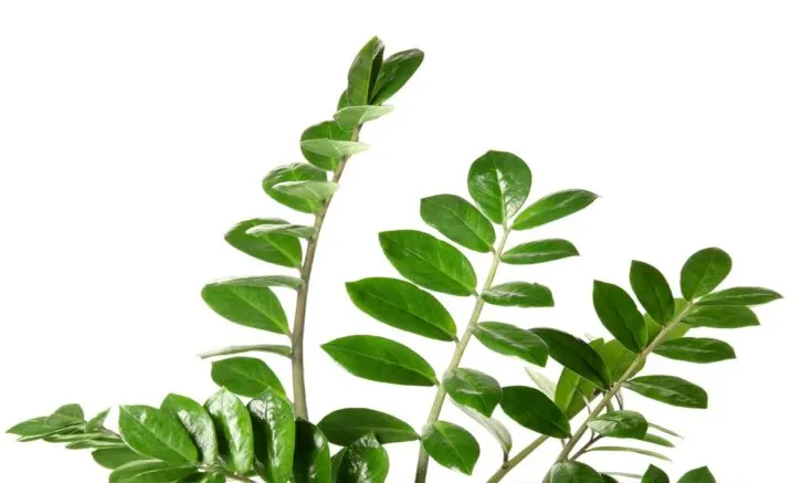 Photo of healthy ZZ plant leaf stems on white background.