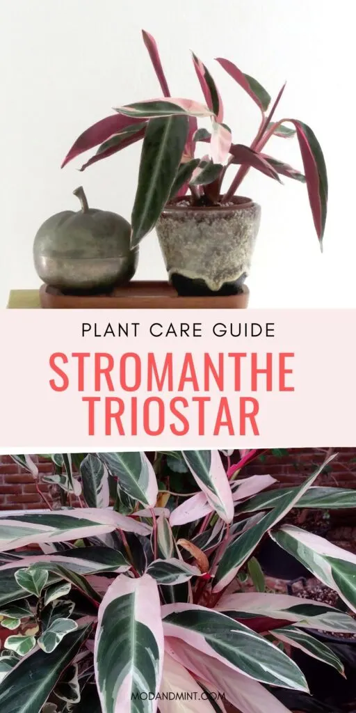 Photos of pink green Stromanthe plants. Text on image: Plant care guide Stromanthe Triostar. Mod and Mint dot com.