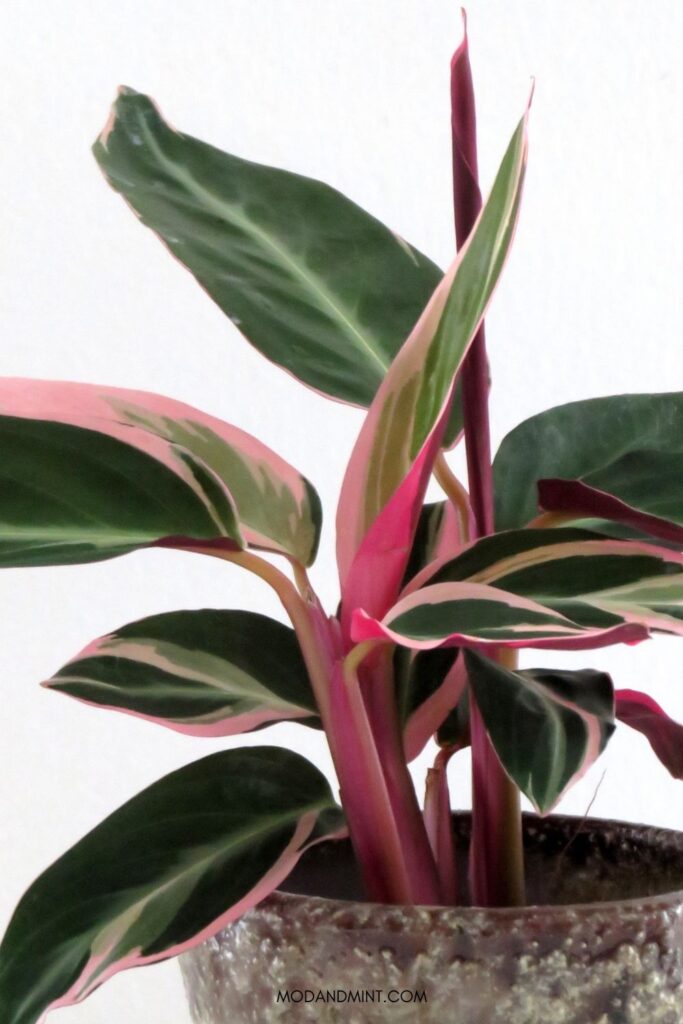 Close up of pink and green variegated leaves of the Stromanthe Triostar plant.