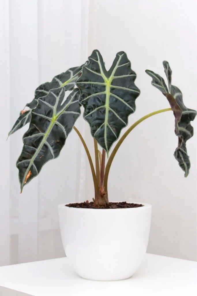 Photo of large Alocasia amazonica Polly plant in white pot on white background.
