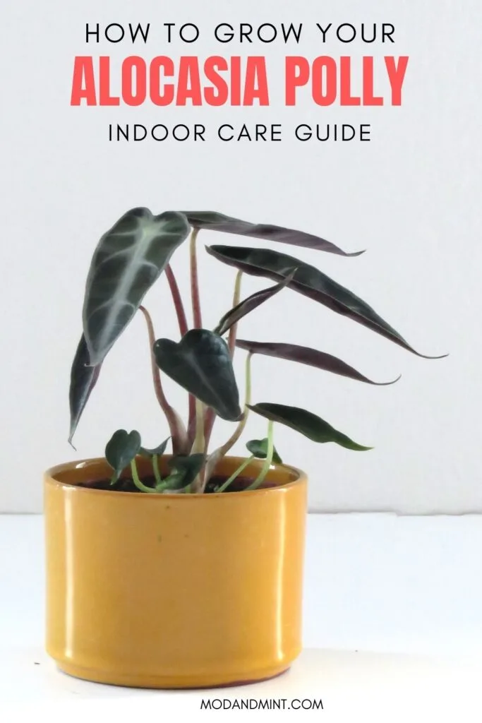 Photo of a young Alocasia Polly plant in small yellow planter pot. Text on image: How to grow your Alocasia Polly. Indoor care guide. mod and mint dot com.