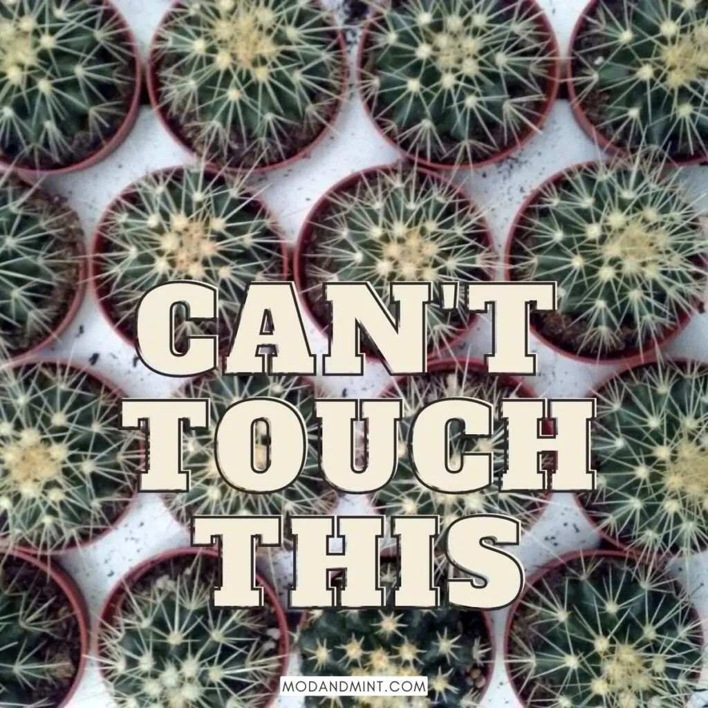 Overhead photo of large group of round cacti. Text on image: Can't touch this. Mod and mint dot com.