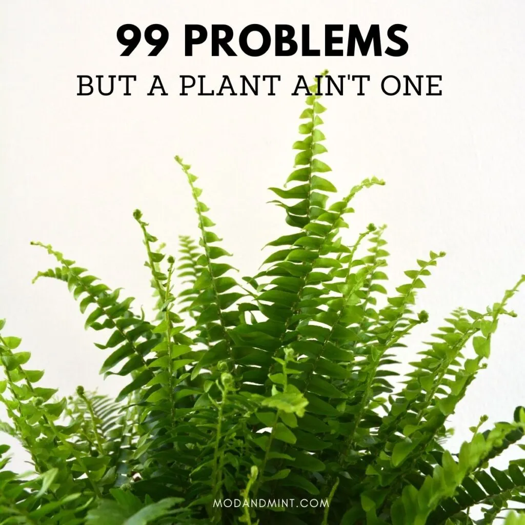 Close up photo of green boston fern plant. Text on image: 99 problems but a plant ain't one. Mod and mint dot com.