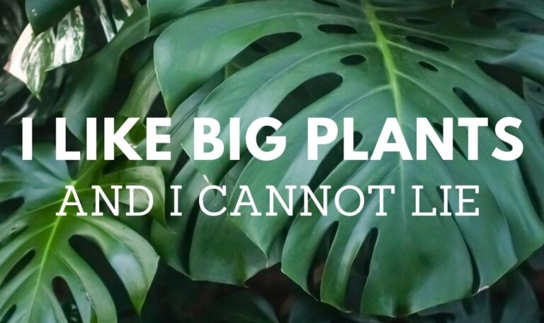 Plant Quotes: I like big plants and I cannot lie.
