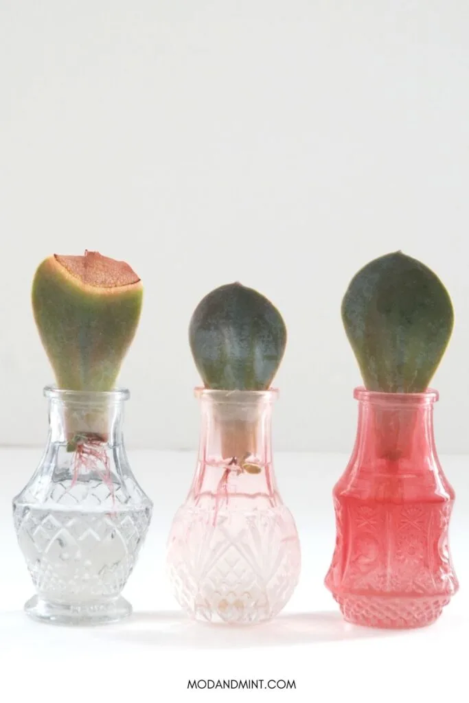 Three Echeveria succulent leaves propagating in water in small pastel glass vases.