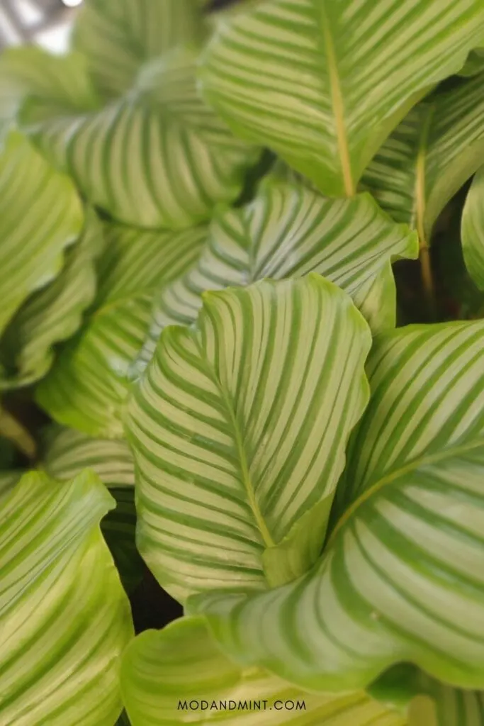 Close up photo of a large Calathea orbifolia plant. Mod and Mint dot com.
