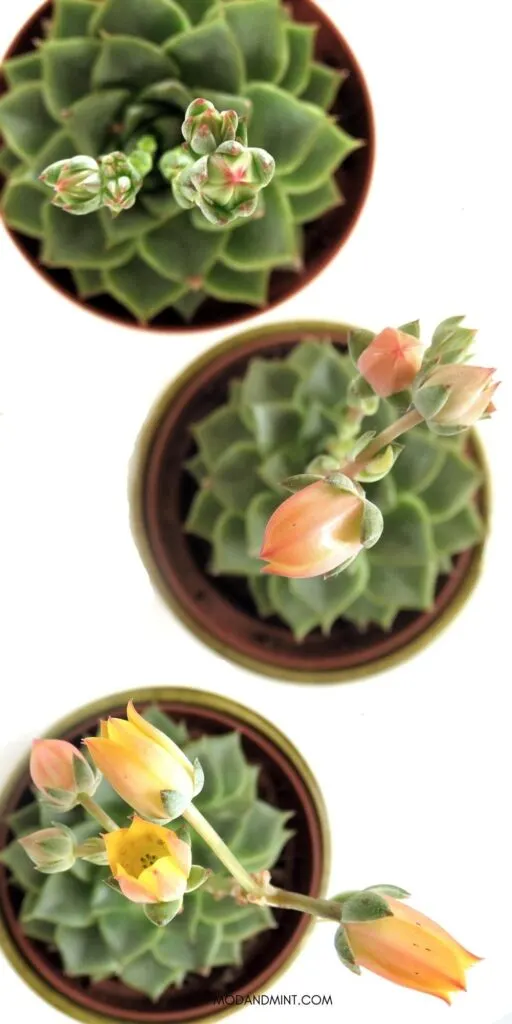 Three stages of flowering echeveria succulent photographed from above showing the orange bell shaped flowers growing and opening.