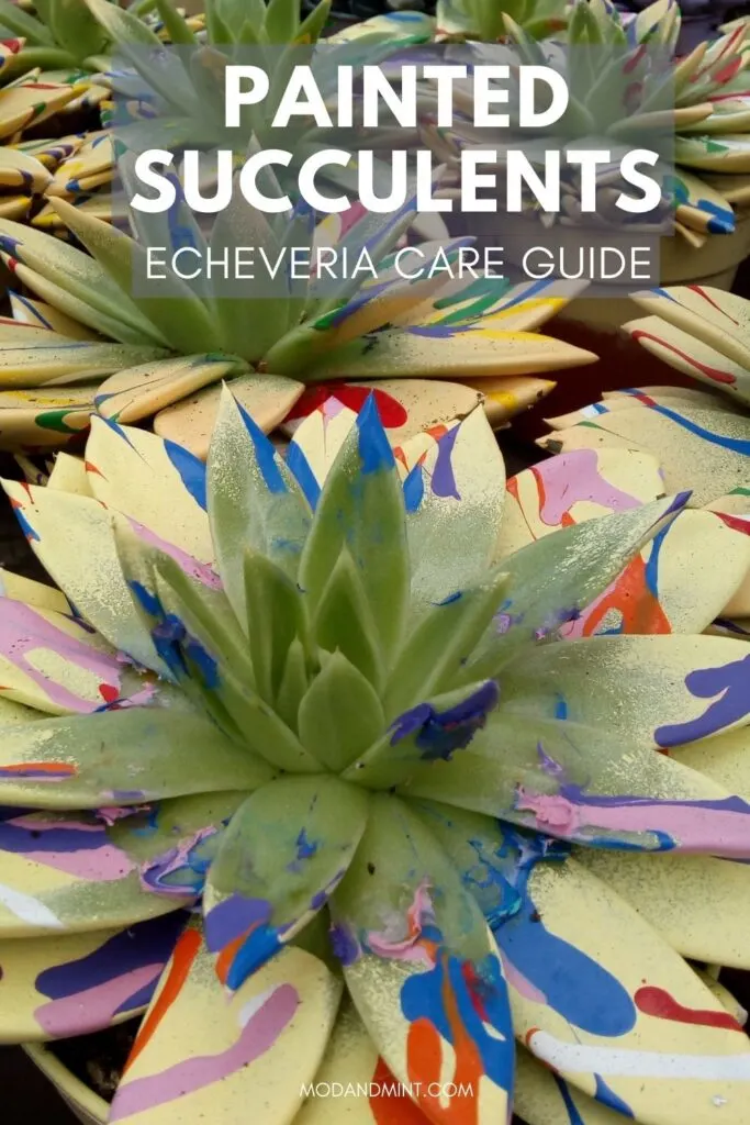 Group of paint splatter painted echeveria plants. Text on photo: Painted succulents. Echeveria care guide. Mod and mint dot com.