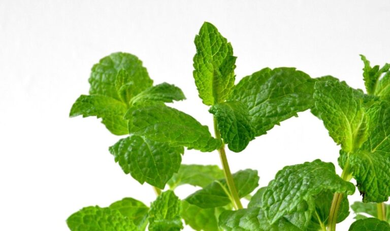 Close up photo of fresh green mint leaves.