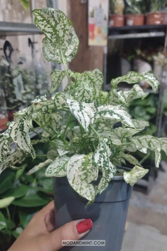 Hand holding up a large potted white and green hypoestes polka dot plant.