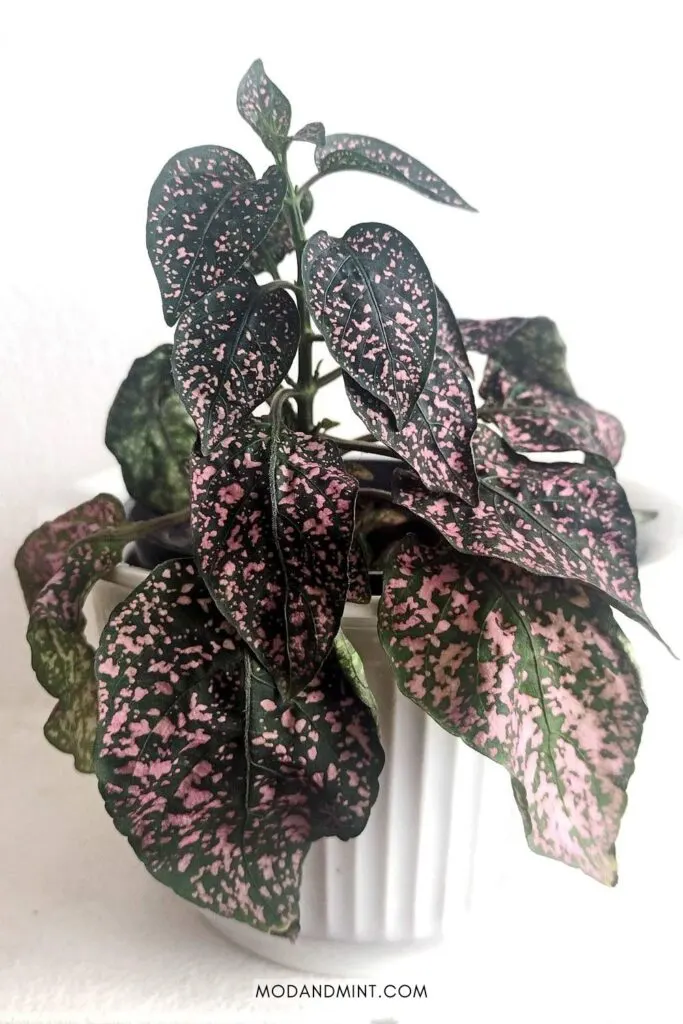 Drooping underwatered hypoestes polkadot plant.