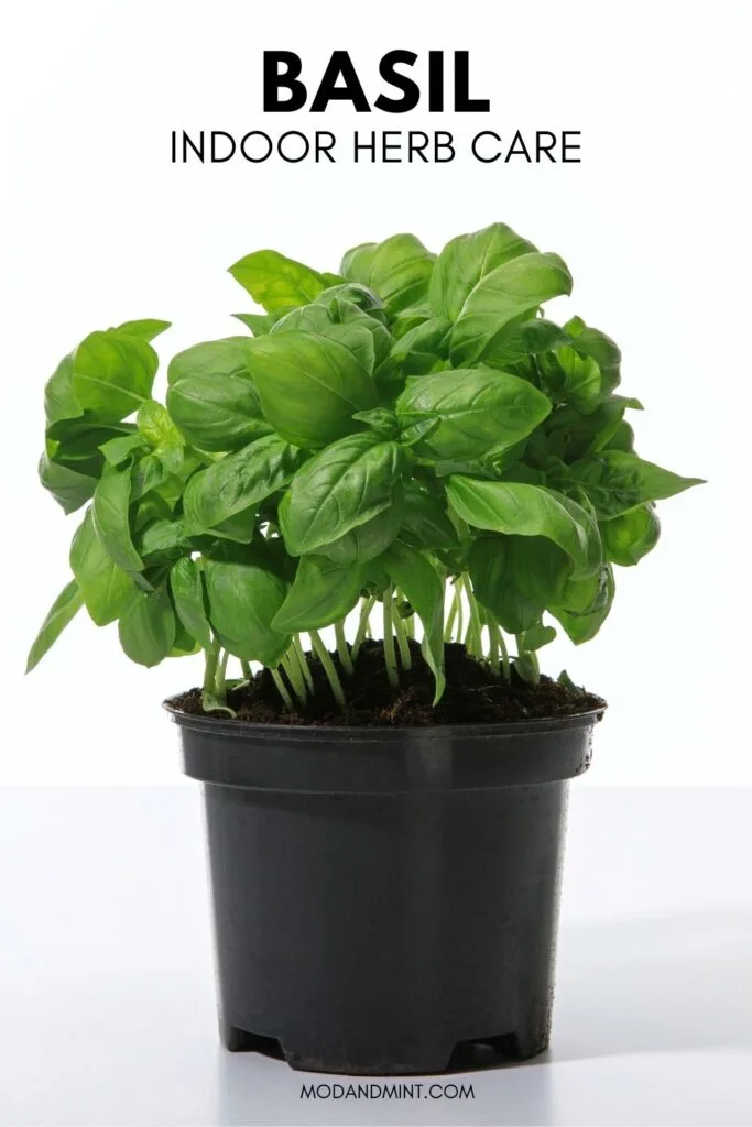 Photo of fresh basil plant growing in black plastic planter. Text on picture: Basil Indoor herb care. Mod and mint dot com.