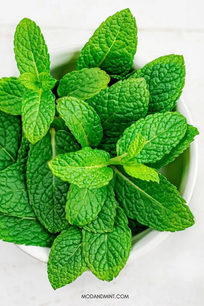 Closeup photo from above of a fresh mint plant. Mod and mint dot com.