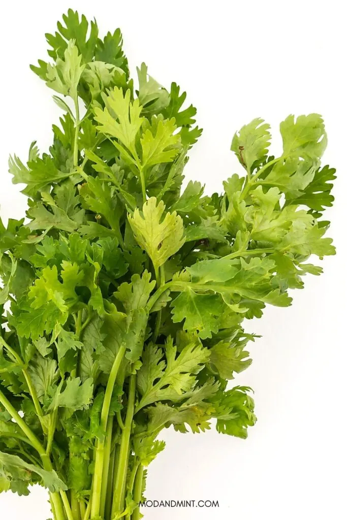 Bunch of cilantro leaves.