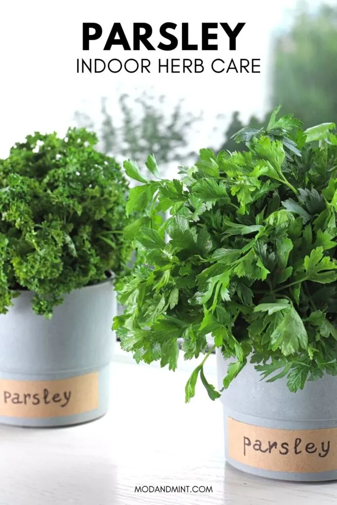 Photo of curly and flat leaf parsley plants in pots with name labels in sunny windowsill. Text on picture: Parsley indoor herb care. Mod and mint dot com.