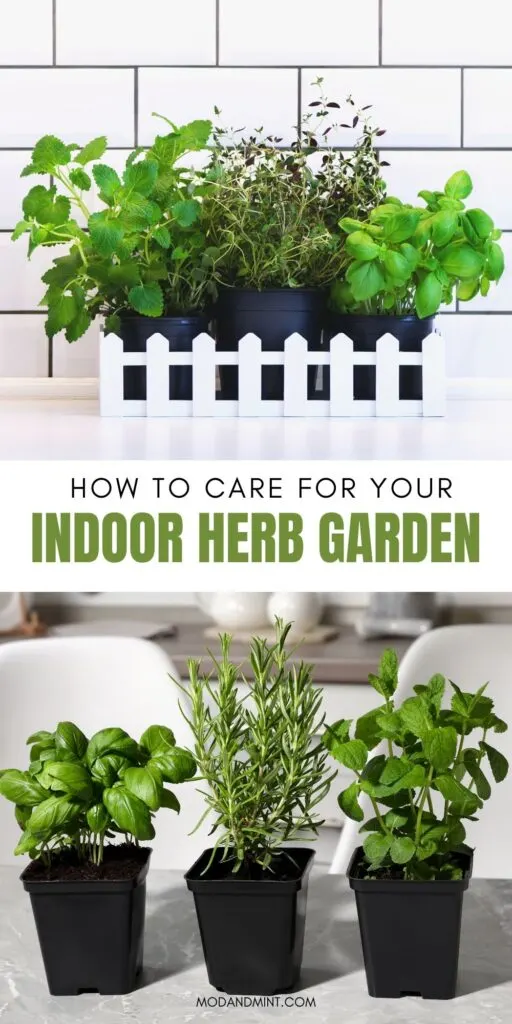 Two photos on one image of groups of potted herb plants. Text on picture: How to care for your indoor herb garden. Mod and mint dot com.