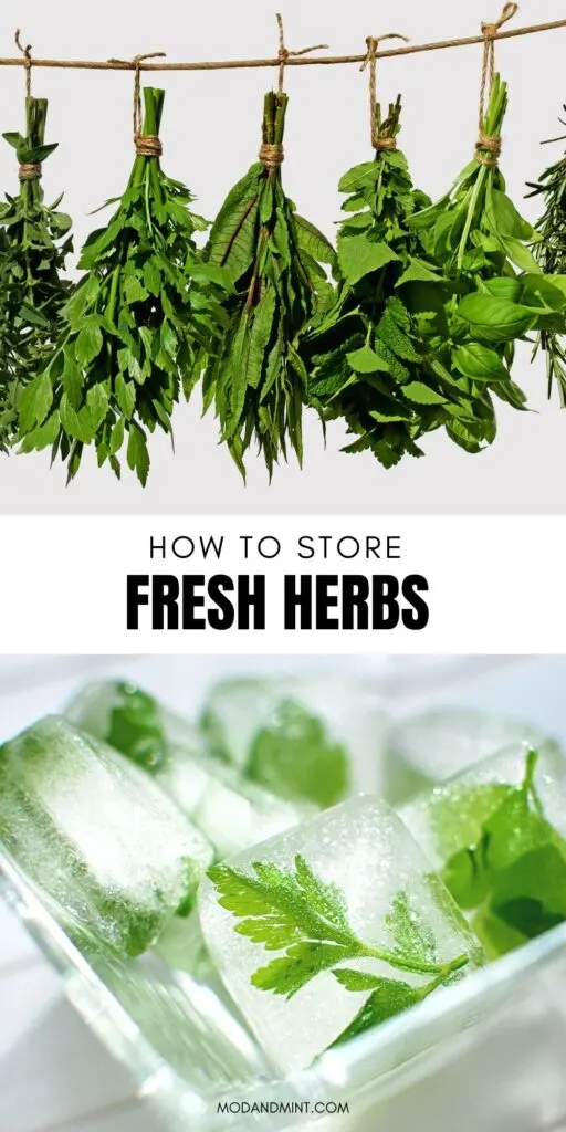 Two photos on one image, above upside down hanging bunches of drying herbs. Below, herbs frozen inside ice cubes. Text on picture: How to store fresh herbs. Mod and mint dot com.