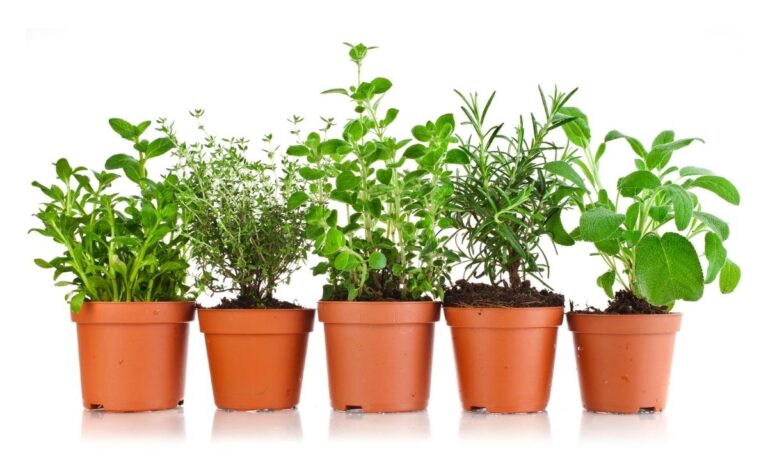 5 different types of fresh herb plants in brown pots.