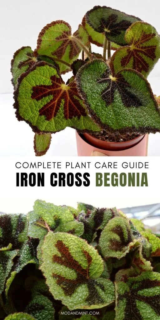 Two photos, on top a variegated Begonia masoniana, bottom image of regular Begonia masoniana plant. Text on picture; Complete plant care guide iron cross begonia. mod and mint dot com.