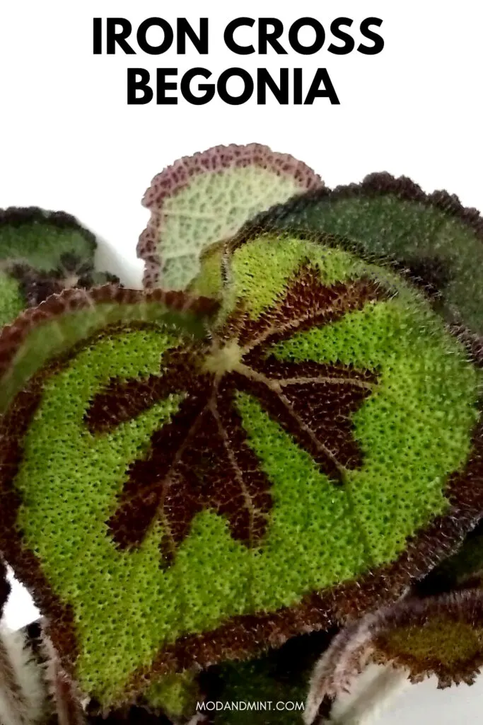 Close up photo of Begonia masoniana variegata leaf. Text on picture: Iron cross begonia. mod and mint dot com.