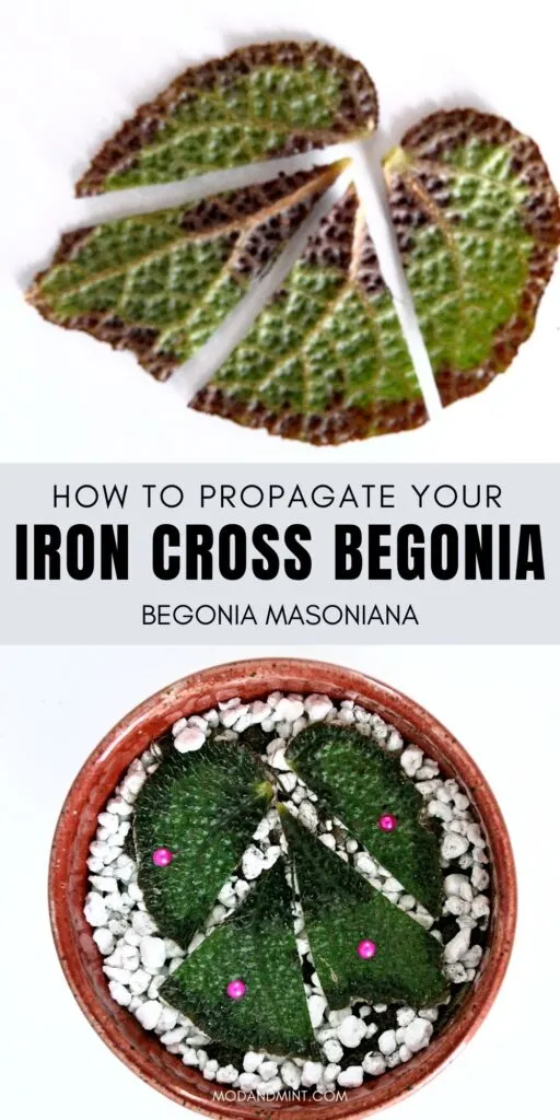 Two photos, top one of a begonia leaf cut in segments with veins showing. Bottom is a photo of leaf segments pinned down in round red propagation planter. Text on image: How to propagate your iron cross begonia. Begonia masoniana. Mod and mint dot com.