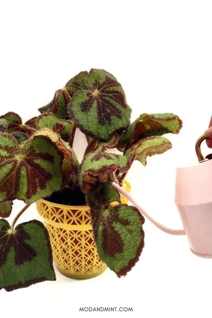 Iron cross begonia masoniana plant being watered from a pink watering can.