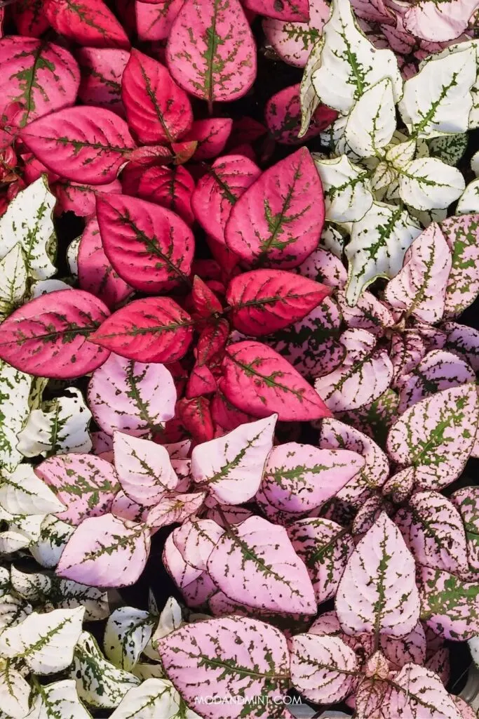Photo taken from above of a group of polka dot plants with leaves in white, light and dark pink with green.