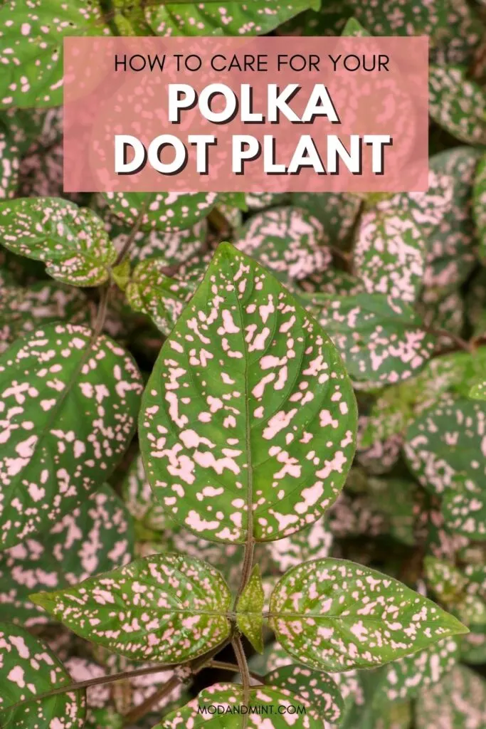 Close up photo of the green and pink splashed leaves of a polka dot plant. Text on image: How to care for your polka dot plant. Mod and mint dot com.