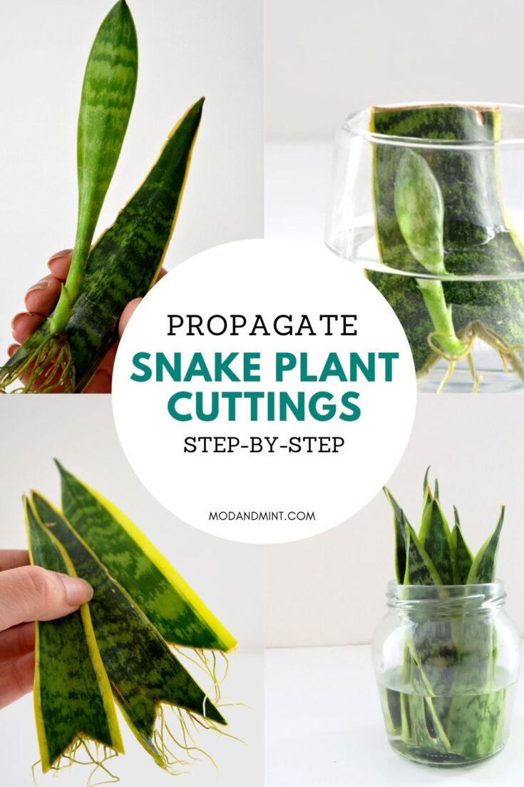 Sansevieria Snake Plant Propagation Tips sansevieria-snake-plant-propagation-tips