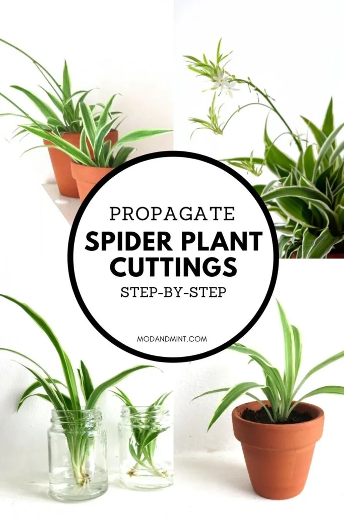 How to Propagate Spider Plants Using 3 Different Methods