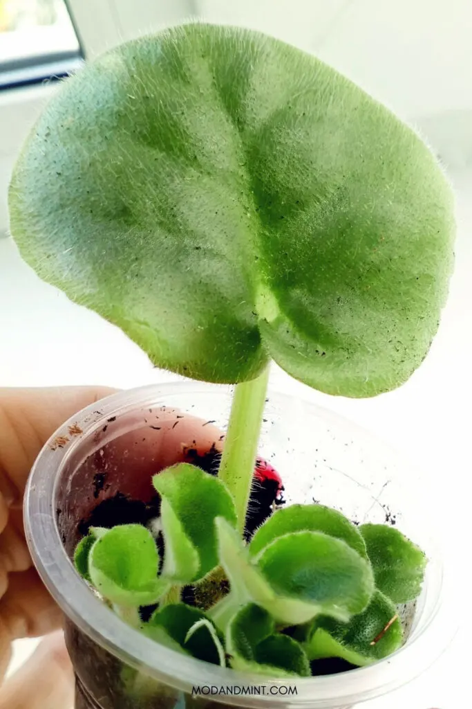 Close up image of a hand holding a small plastid pot with an African violet leaf being propagated in soil with little baby plantlets growing from the base of the stem.