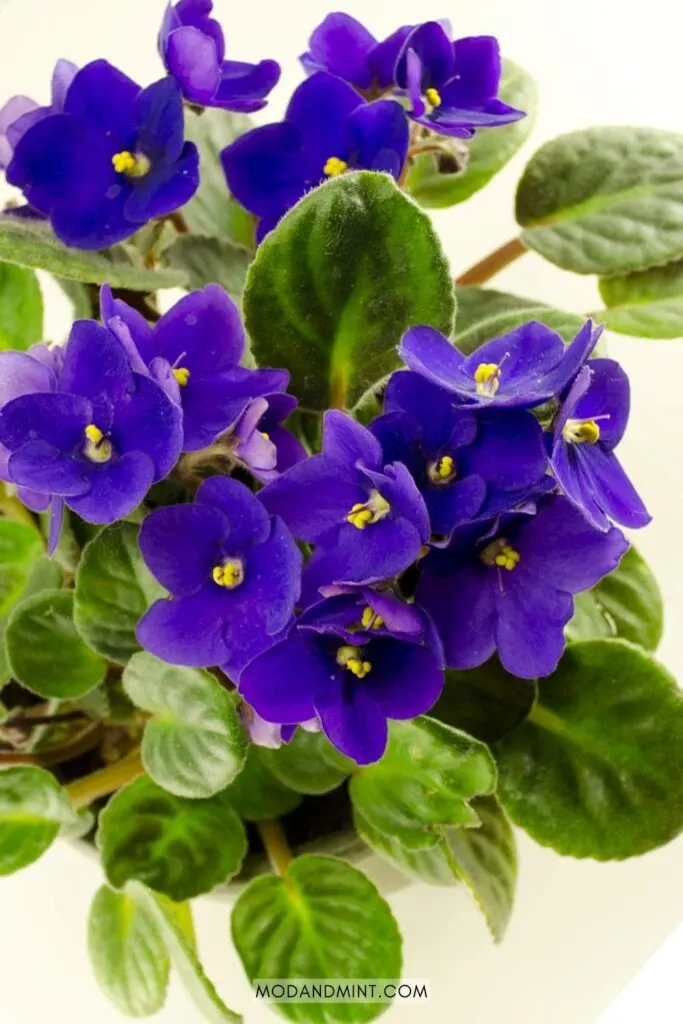 Dark blue purple flowers on blooming African violet plant photographed from above.