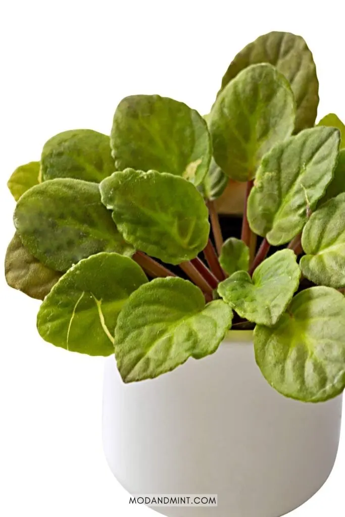 African violet plant not blooming not growing flowers.