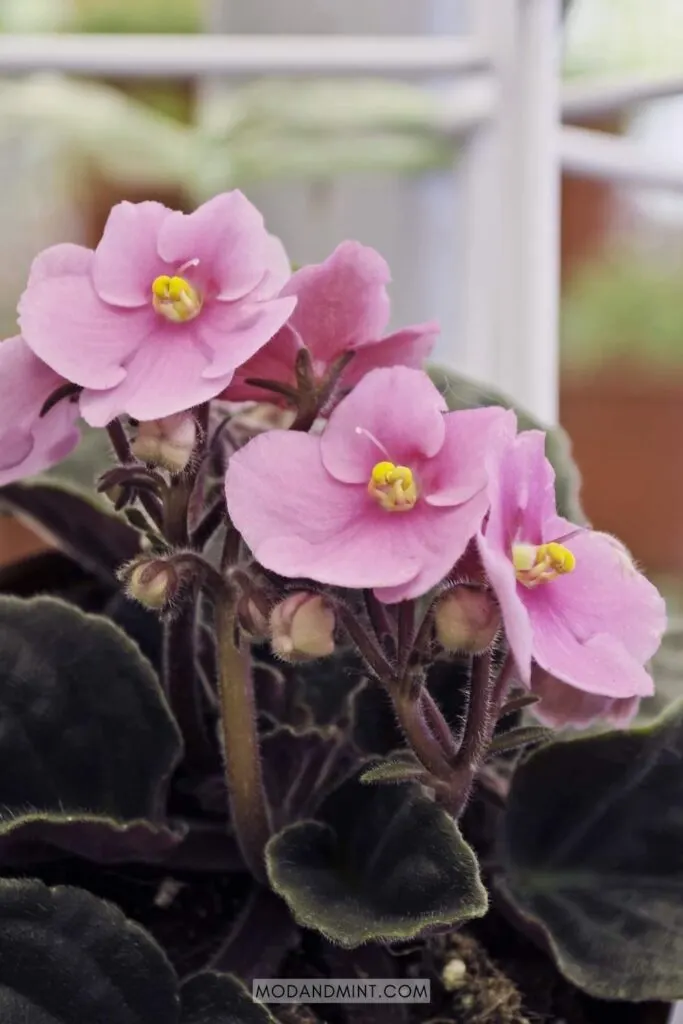 Pink blooms on African violet plant in bright window.