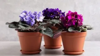 Three African violet plants in blue, purple and pink.