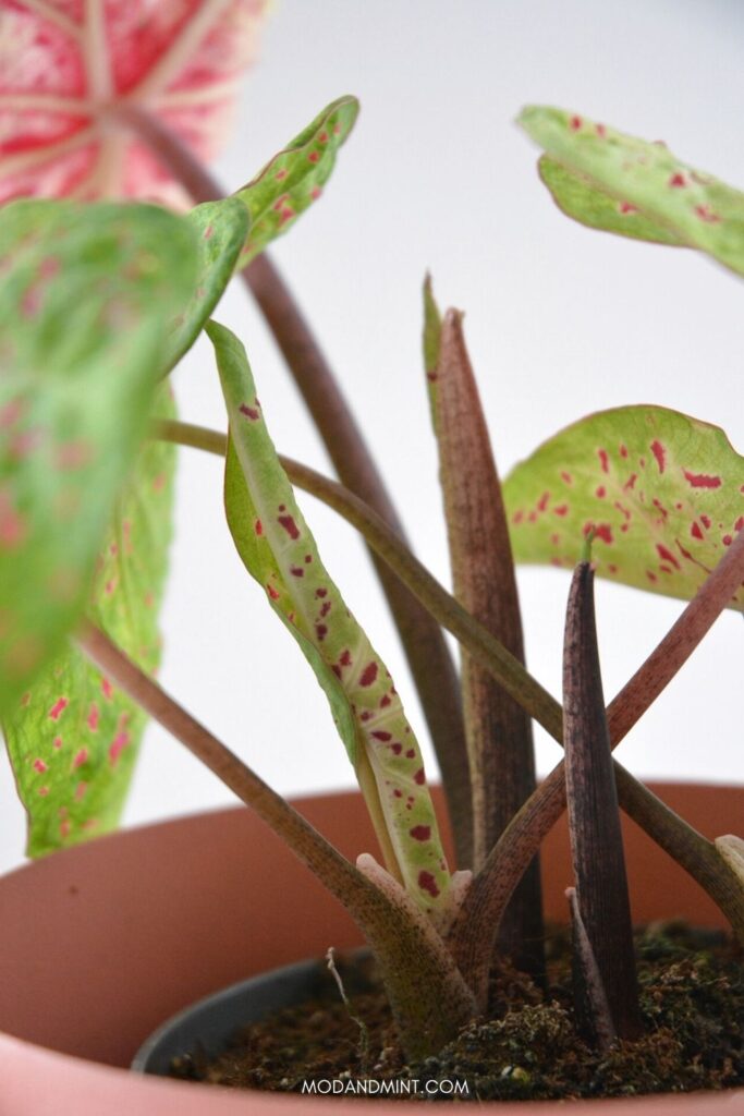 New caladium miss Muffet leaf unfurling from the soil.