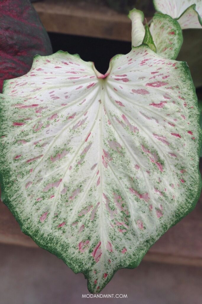 Large green and white Caladium leaf with pale pink markings.