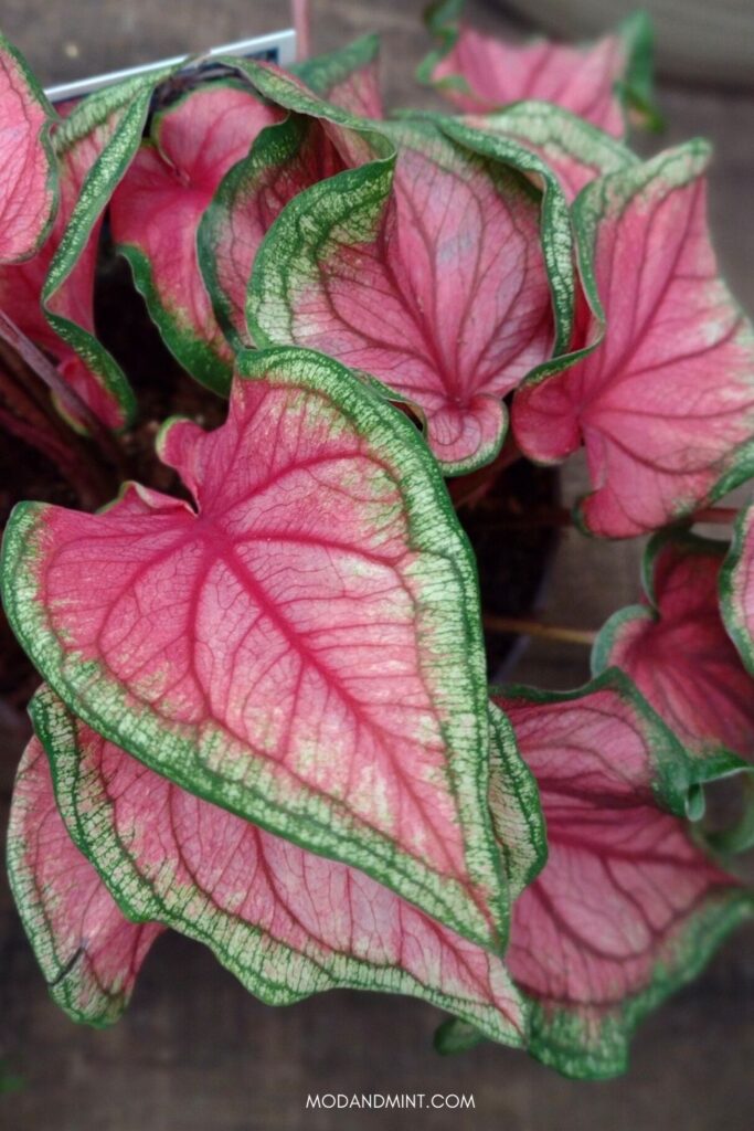 Photo of a large pink and green Caladium Florida sweetheart plant.