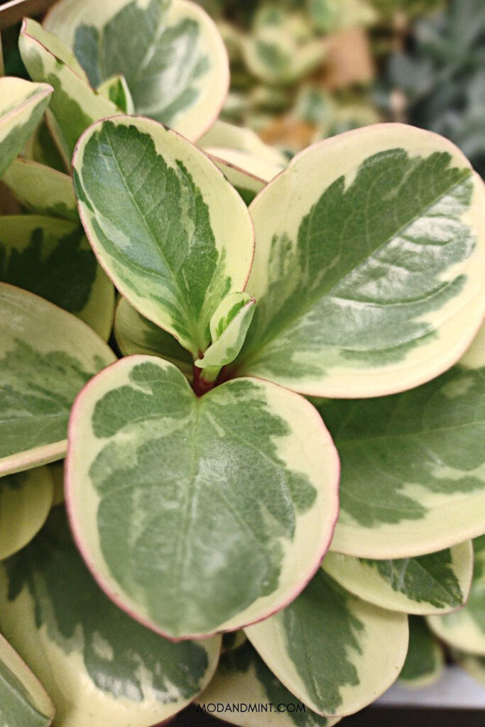Closeup image of a variegated baby rubber plant, or peperomia obtusifolia obtipan bicolor.