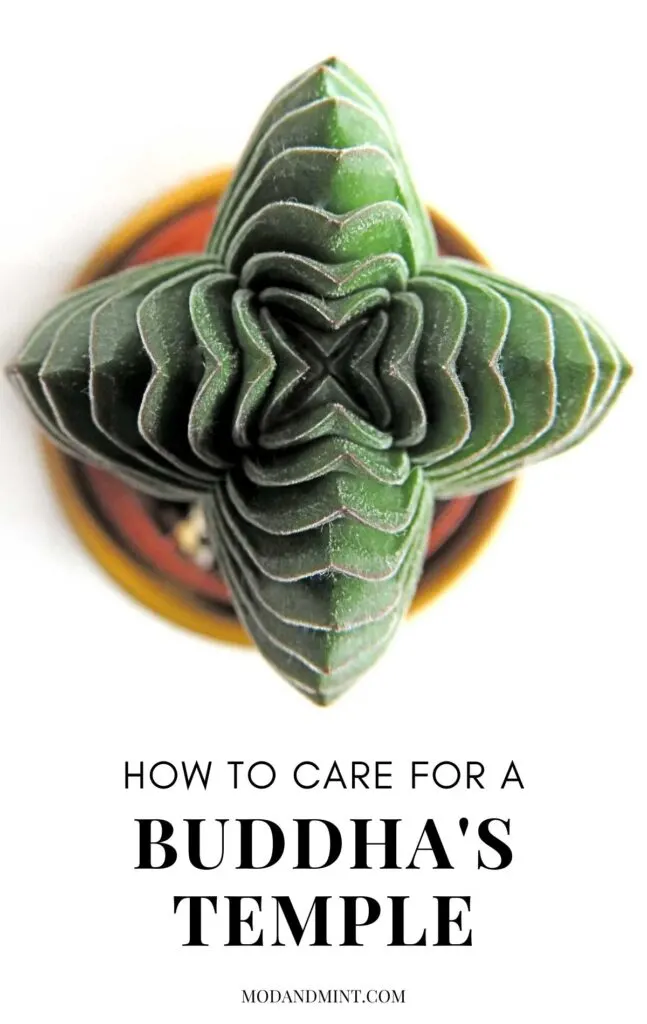 Crassula Buddhas temple plant from above in mustard yellow planter pot. Text on picture: How to care for a Buddha's temple. Mod and min dot com.